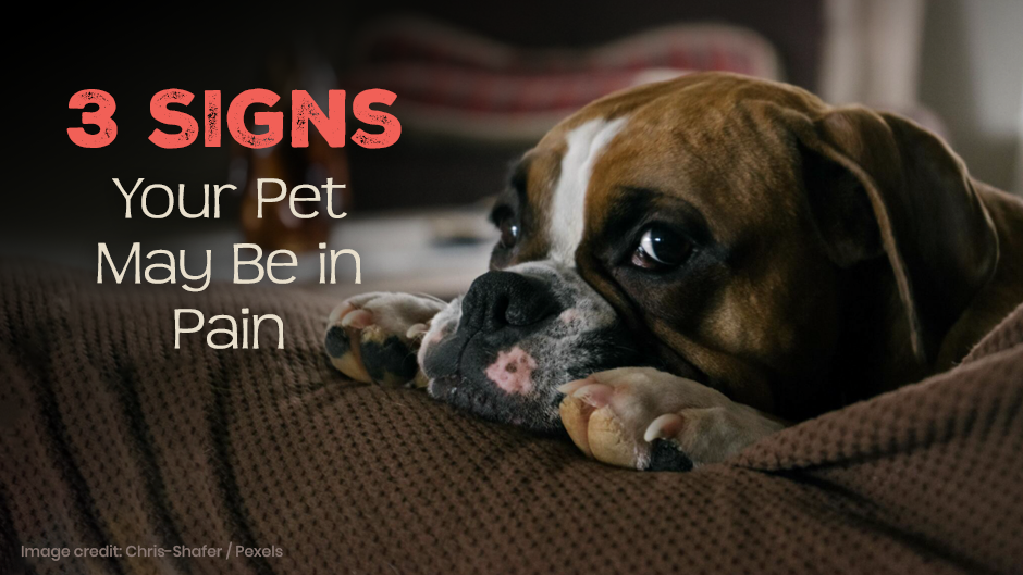 Signs of Animal Pain