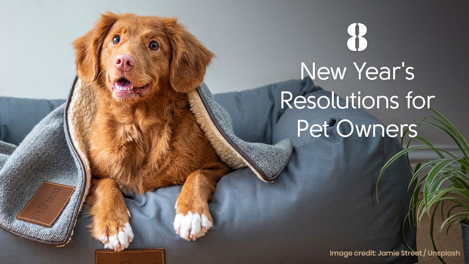 8 New Year’s Resolutions for Pet Owners