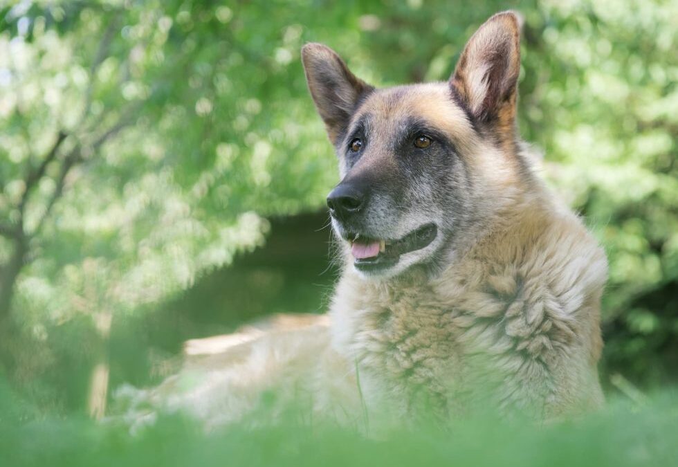 7 Health Tips Every Senior Pet Parent Should Know